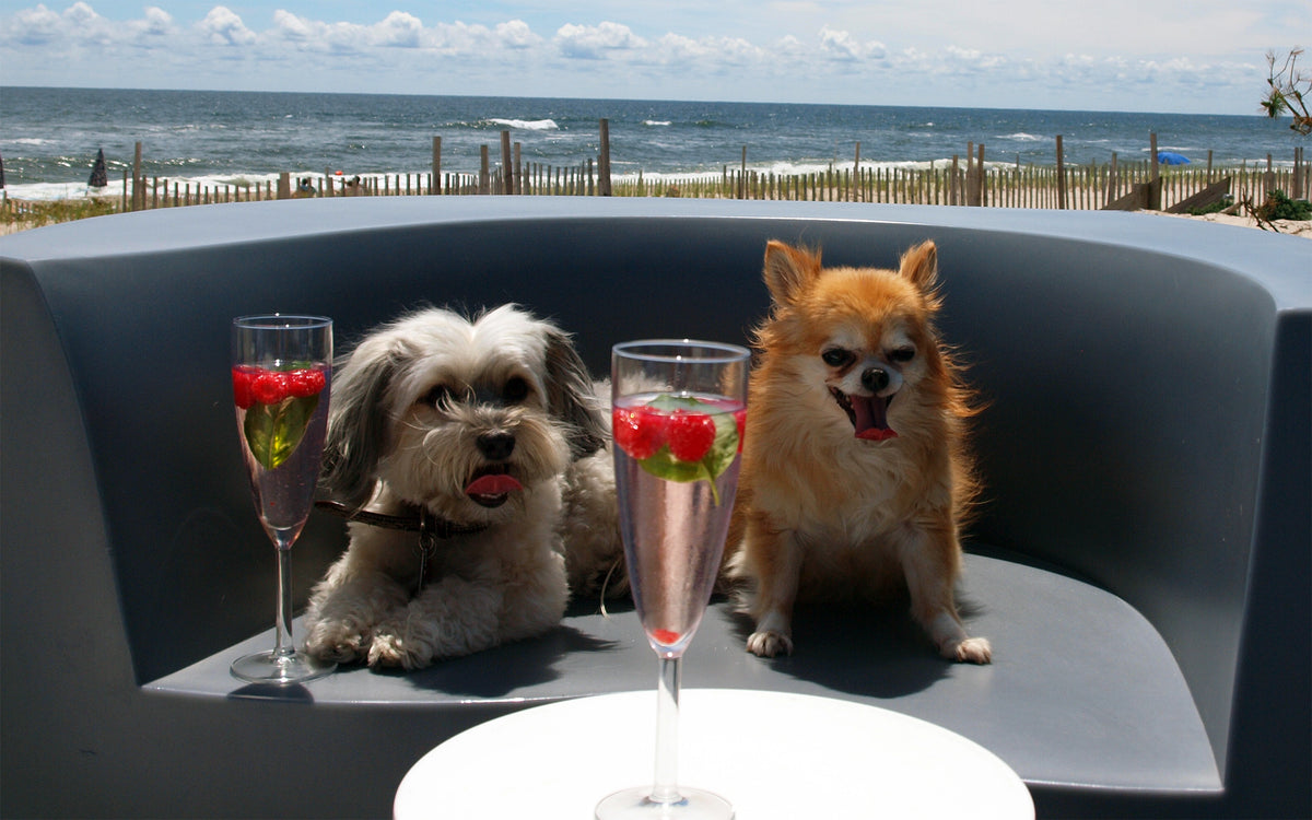 Lola and Sophie the dogs! Lola and Sophie